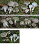 Hygrophorus agathosmus